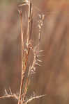 Little bluestem